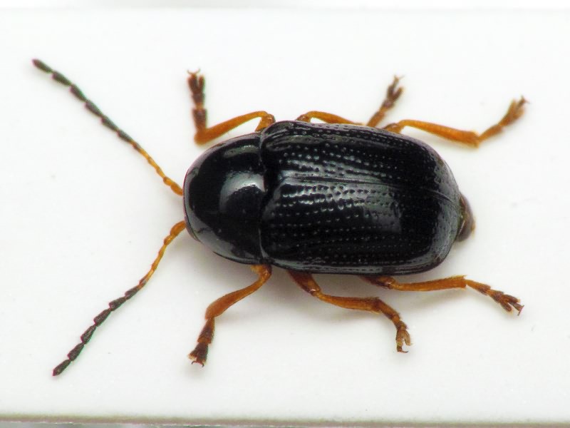 Cryptocephalus (Burlinius) ocellatus Drapiez, 1819